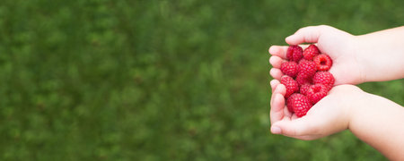 little girl child holding a handful of red berries, raspberries.