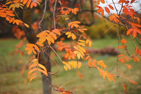 Autumn golden Leaves background. tree with fallen leaves.