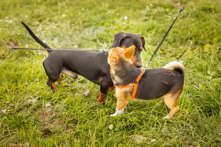 two dogs sniffing each other outside in greeting.の写真素材