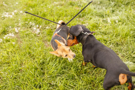 two dogs sniffing each other outside in greeting.の写真素材