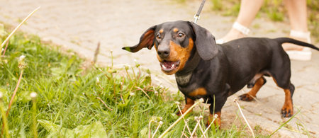 woman walks with the dog on a leash in the park. dachshund are barking near a woman's feet.の写真素材