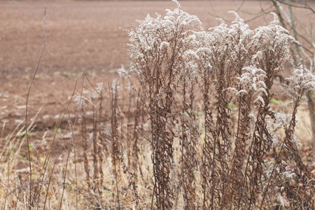 Dry soft flowers in the field on beige backgroundの写真素材