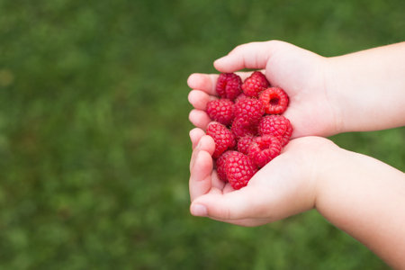 little girl child holding a handful of red berries, raspberries.の写真素材