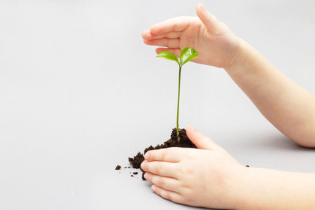 Green sprout growing from soil and a kids hands protecting it isolated on a gray paper background.の写真素材