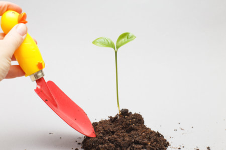 Female hand holding a shovel near seedling of a plant in the soil isolated on a gray backgroundの写真素材