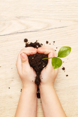 Green sprout growing from soil and a kids hands holding it isolated on a wooden background.の写真素材