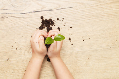 Green sprout growing from soil and a kids hands holding it isolated on a wooden background.の写真素材