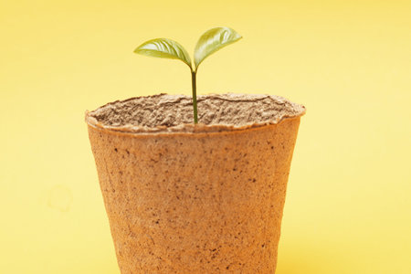 Small sprout seedling in a pile of soil in a peat pot isolated on a yellow paper background closeの写真素材