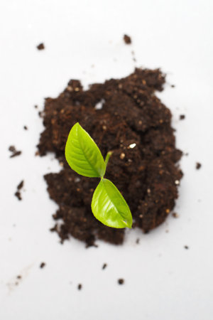 Top view of small sprout seedling in a pile of soil isolated on a gray paper background close.の写真素材