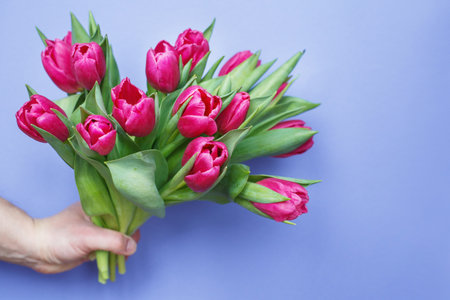 mans hand holding pink bouquet of fresh flowers tulips on a purple blue background. International women's day, mother's day, holiday concept.の写真素材