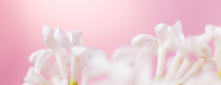 white lilac flower branch on a pink background with copy space for your text.の写真素材