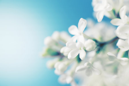 white lilac flower branch on a blue background with copy space for your text.の写真素材