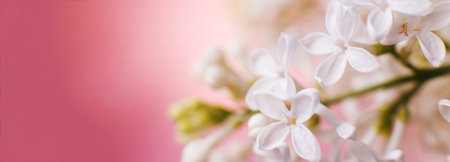 white lilac flower branch on a pink background with copy space for your text.の写真素材
