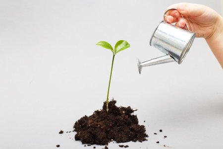 Small seedling in a pile of soil. Childs hand waters a sprout from a toy watering canの写真素材