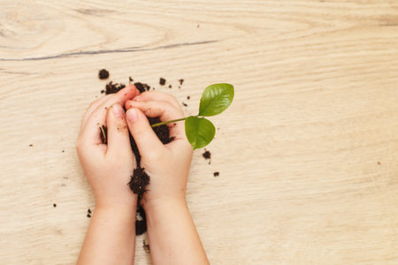 Green sprout growing from soil and a kids hands holding it isolated on a wooden background.の写真素材