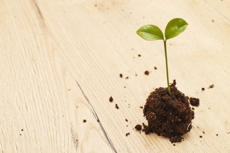 Small sprout seedling in a pile of soil isolated on a wooden background closeの写真素材