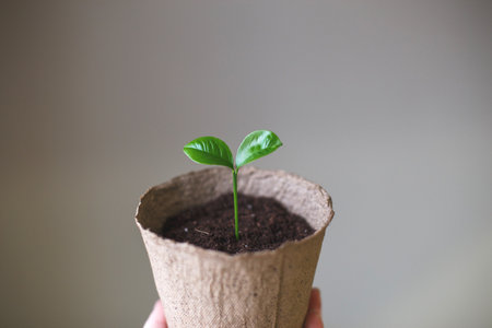 Small sprout seedling in a pile of soil in a peat pot isolated on a gray paper background closeの写真素材