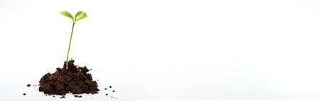 Small sprout seedling in a pile of soil isolated on a white background closeの写真素材