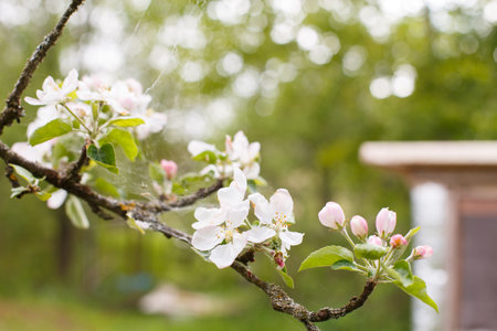 apple branch of a flowering tree. tree in bloom.の写真素材