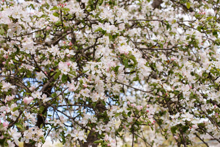 apple branch of a flowering tree. tree in bloom background.の写真素材