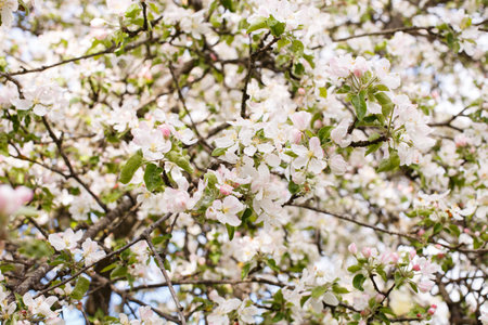 apple branch of a flowering tree. tree in bloom background.の写真素材