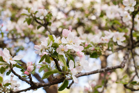apple branch of a flowering tree. tree in bloom background.の写真素材