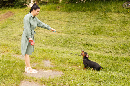 dachshund dog jumping for a stick on a field with green grass. woman play with her dogの写真素材