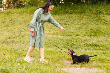 dachshund dog jumping for a stick on a field with green grass. woman play with her dogの写真素材