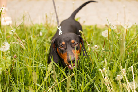 portrait of a cute dachshund dog in a field of dandelions.の写真素材