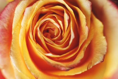 red and yellow rose with drops og water close-up. flower background.の写真素材