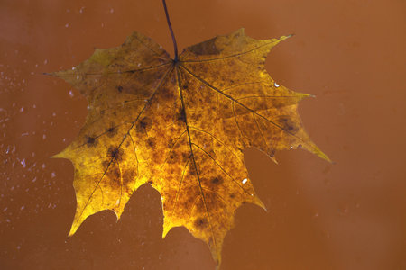 autumn maple leaf on a glass surface with water rain drops on a brown background.の写真素材