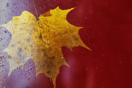 autumn maple leaf on a glass surface with water rain drops on a red background.の写真素材