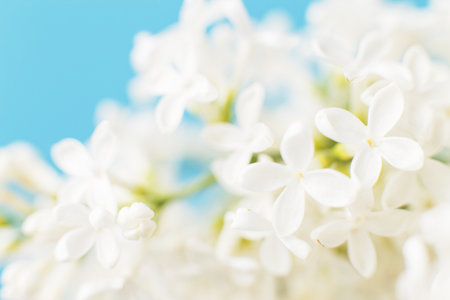 white lilac flower branch on a blue background with copy space for your textの写真素材