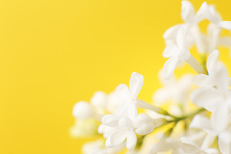 white lilac flower branch on a yellow background with copy space for your textの写真素材