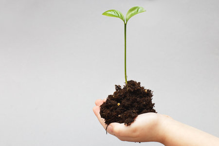 Small green plant sprout seedling growing from soil and a kids hands protecting it isolated on a...