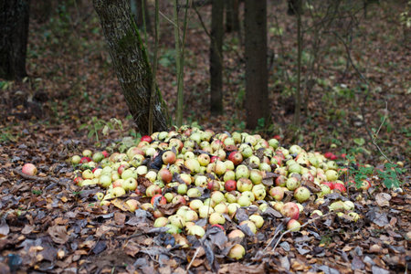 Stack with damaged apples. Garden and food waste, compost. Pile of rotten apples on the ground in nature Decomposing apples in the forestの写真素材