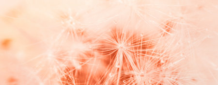 a drop of water on a dandelion. dandelion on a red background with copy space close-up.の写真素材