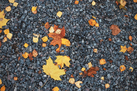 Gray small stone gravel background texture with fallen autumn leaves.