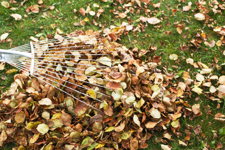 metal rake on a pile of autumn leaves in the garden.の写真素材