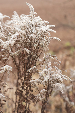 Dry soft flowers in the field on beige background.の写真素材