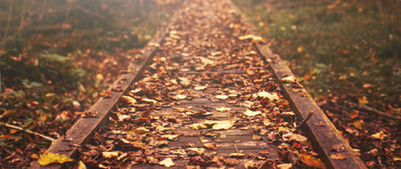 Pathway in the bright forest. Autumn falling leaves.の写真素材