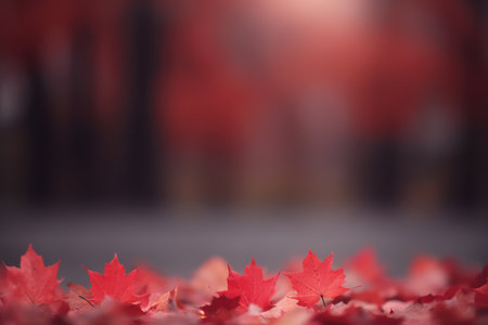 Autumn background. Tree red and pink maple leaves on a blurred background of autumn park.の素材