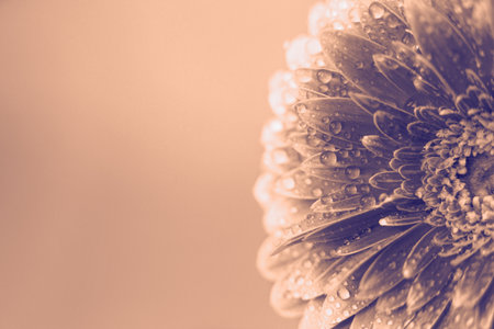 Peach Fuzz Gerbera flower petals with drops of water. abstract background. Color of the year 2024の写真素材