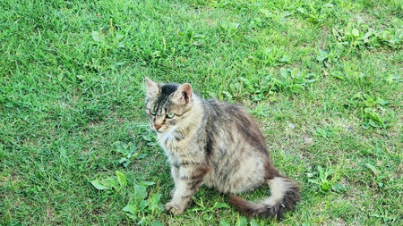 Cute gray cat sitting on a green lawn washes and licking itself on the grass in nature outdoor. Homeless animal and hygiene concept.の写真素材