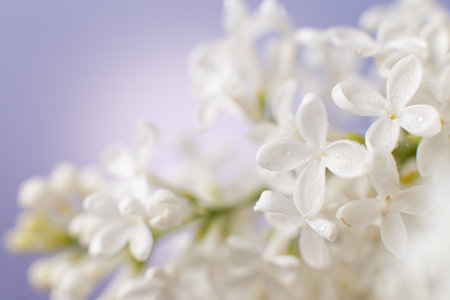 white lilac flower branch on a purple background with copy space for your text.の写真素材
