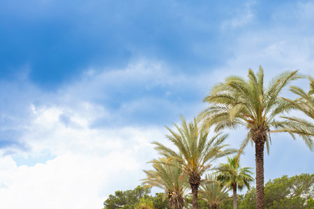 Fresh palm tropical green tree leaves on sky blue background outdoor with copy spaceの写真素材