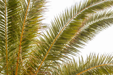 Fresh palm tropical green tree leaves on white background outdoorの写真素材