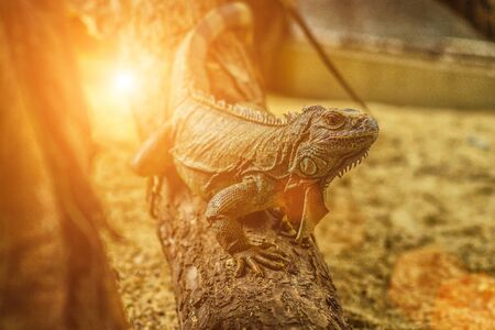 The Lizard in flow orange senset lightの写真素材