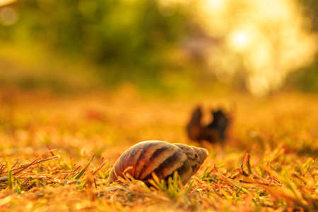 The Snail & Sunsetの写真素材
