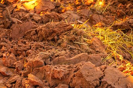 The Wet Dirt